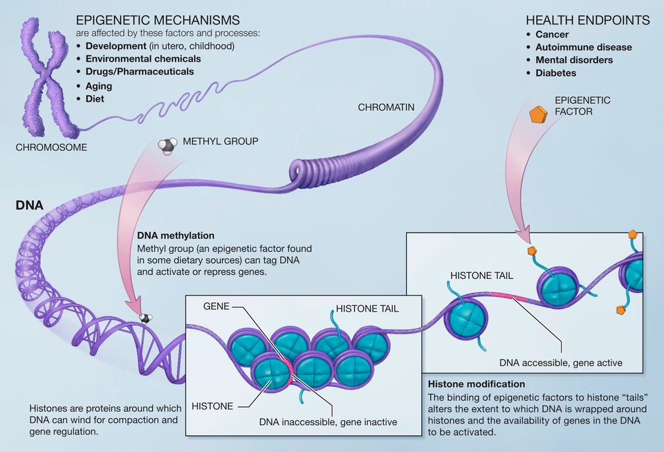 epigenetics