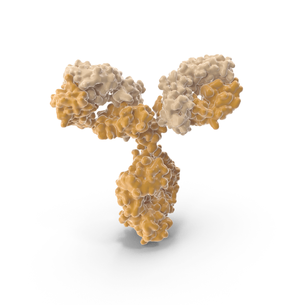 Monoclonal Antibody to Gamma-Glutamyltransferase 1 (gGT1)